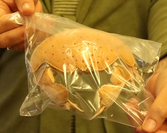 Calappidae Crab Specimen (Calappa calappa) Philippines, Sea-life (1257809)