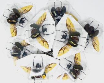 5 x Giant Atlas Beetles (Chalcosoma atlas atlas) A1 SPREAD Specimens