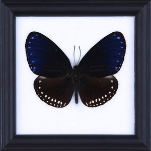 De Gestreepte Blauwe Kraai | Echte vlinder gemonteerd onder glas, wand opknoping Home Decor ingelijst 5 x 5 In. Gift Boxed