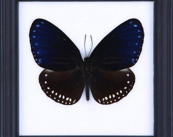 The Striped Blue Crow | Real Butterfly Mounted Under Glass, Wall Hanging Home Décor Framed 5 x 5 In. Gift Boxed