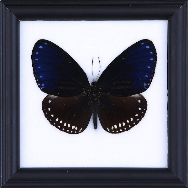 De Gestreepte Blauwe Kraai | Echte vlinder gemonteerd onder glas, wand opknoping Home Decor ingelijst 5 x 5 In. Gift Boxed