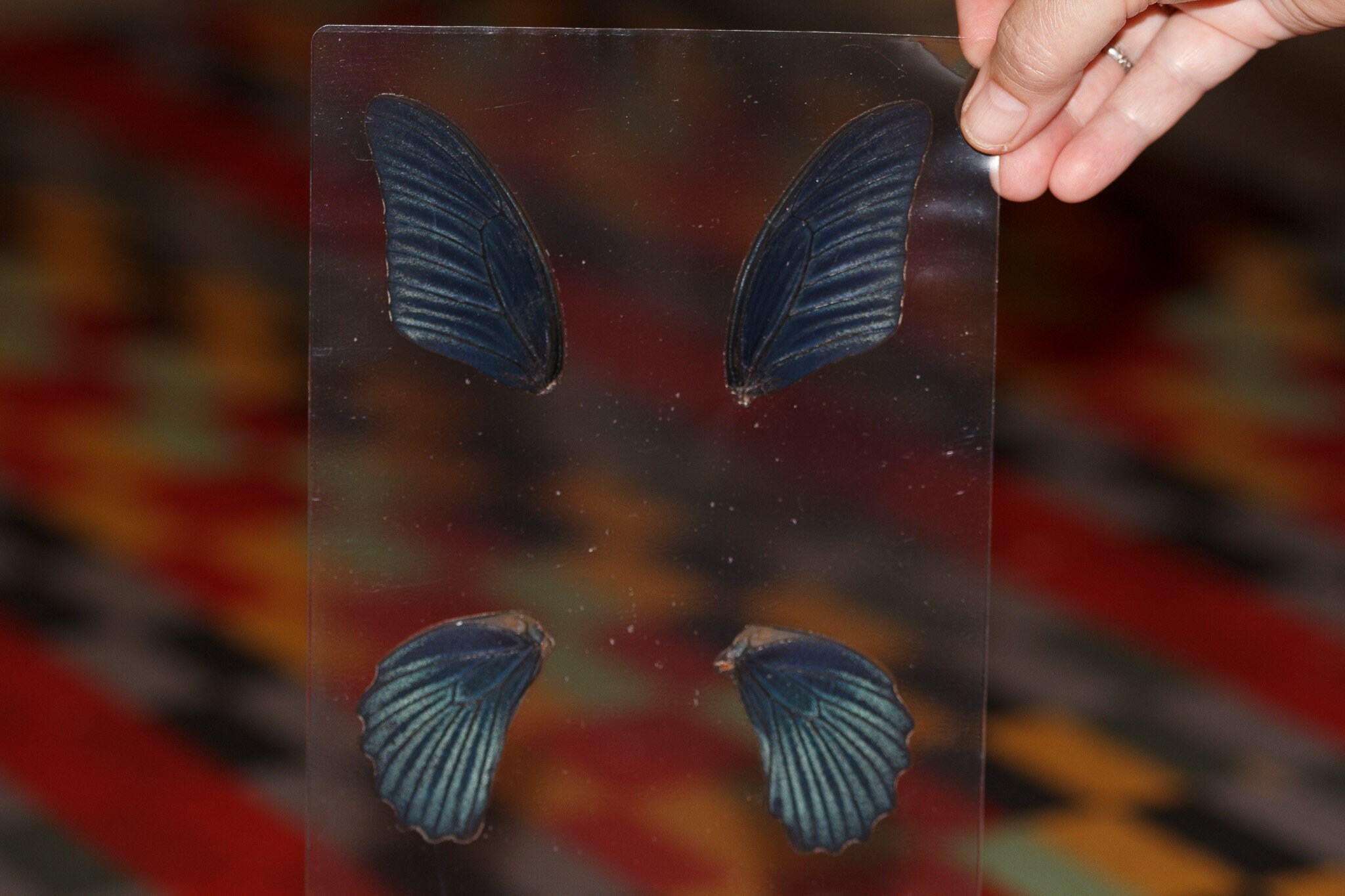 Butterfly Wings GLOSSY LAMINATED SHEET Real Ethically Sourced Specimens