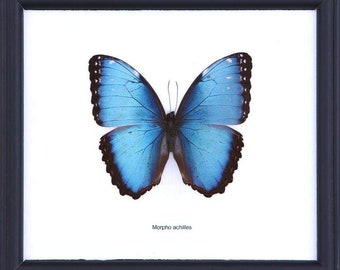 The Achilles Morpho Butterfly (Morpho achilles) Mounted in a Wall Hanging Frame, Taxidermy Home Decor, 8 x 7 inches