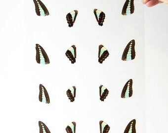 Butterfly Wings GLOSSY LAMINATED SHEET Real Ethically Sourced Specimens Moths Butterflies Wings for Art -- S101