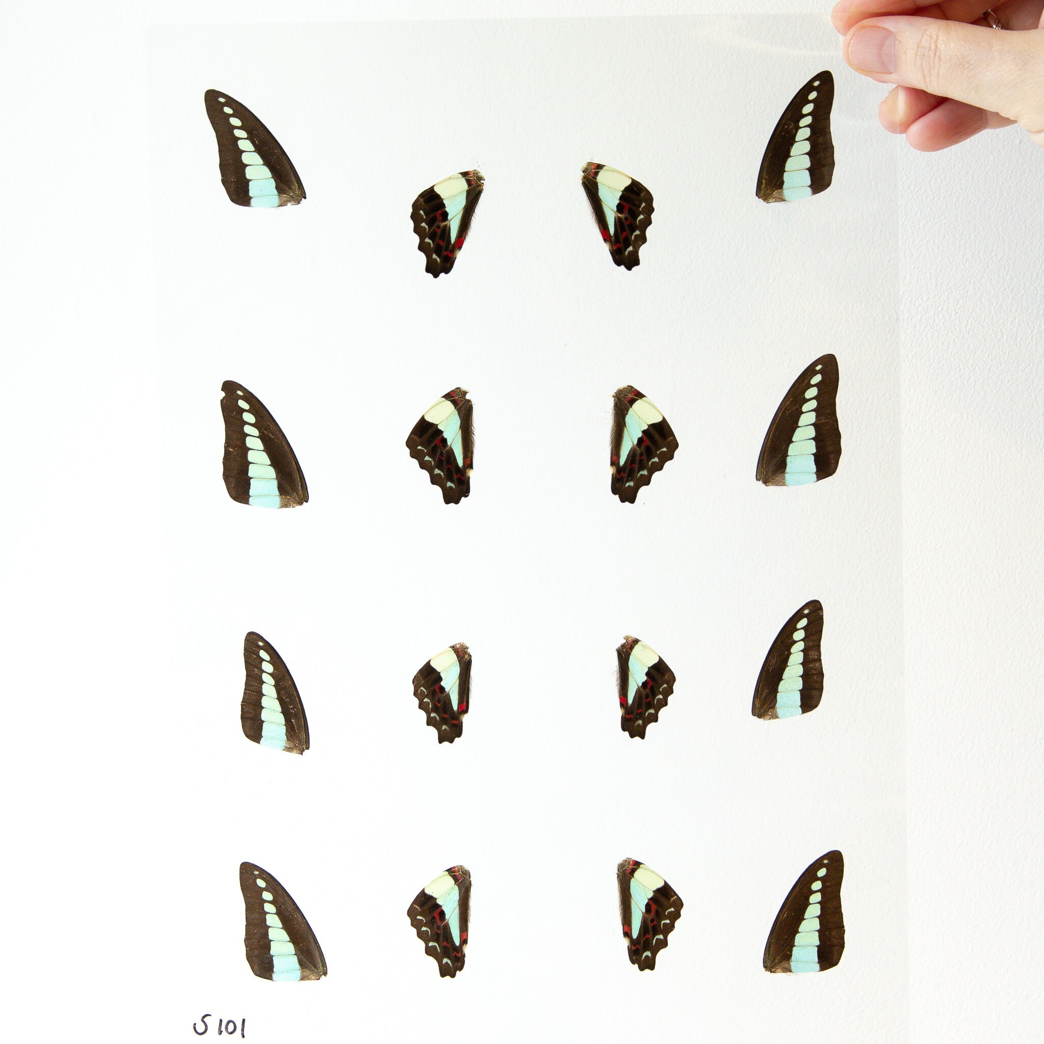 Butterfly Wings GLOSSY LAMINATED SHEET Real Ethically Sourced Specimens