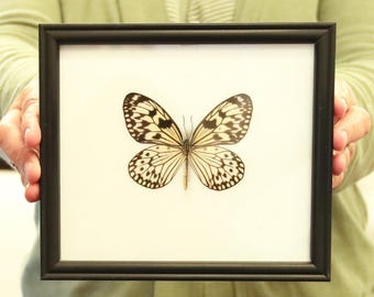 Real Butterfly Specimen Vintage Framed Dry-preserved Taxidermy Butterfly