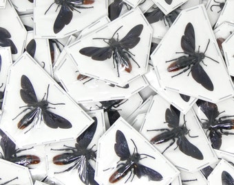 LOT OF 10 SPREAD Samber Mammoth Wasps (Megascolia azurea christiana) 'Scoliid Wasp' A1 Wings-open