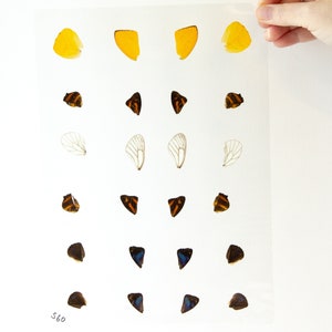 Butterfly Wings GLOSSY LAMINATED SHEET Real Ethically Sourced Specimens Moths Butterflies Wings for Art -- S60
