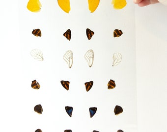 Butterfly Wings GLOSSY LAMINATED SHEET Real Ethically Sourced Specimens Moths Butterflies Wings for Art -- S60