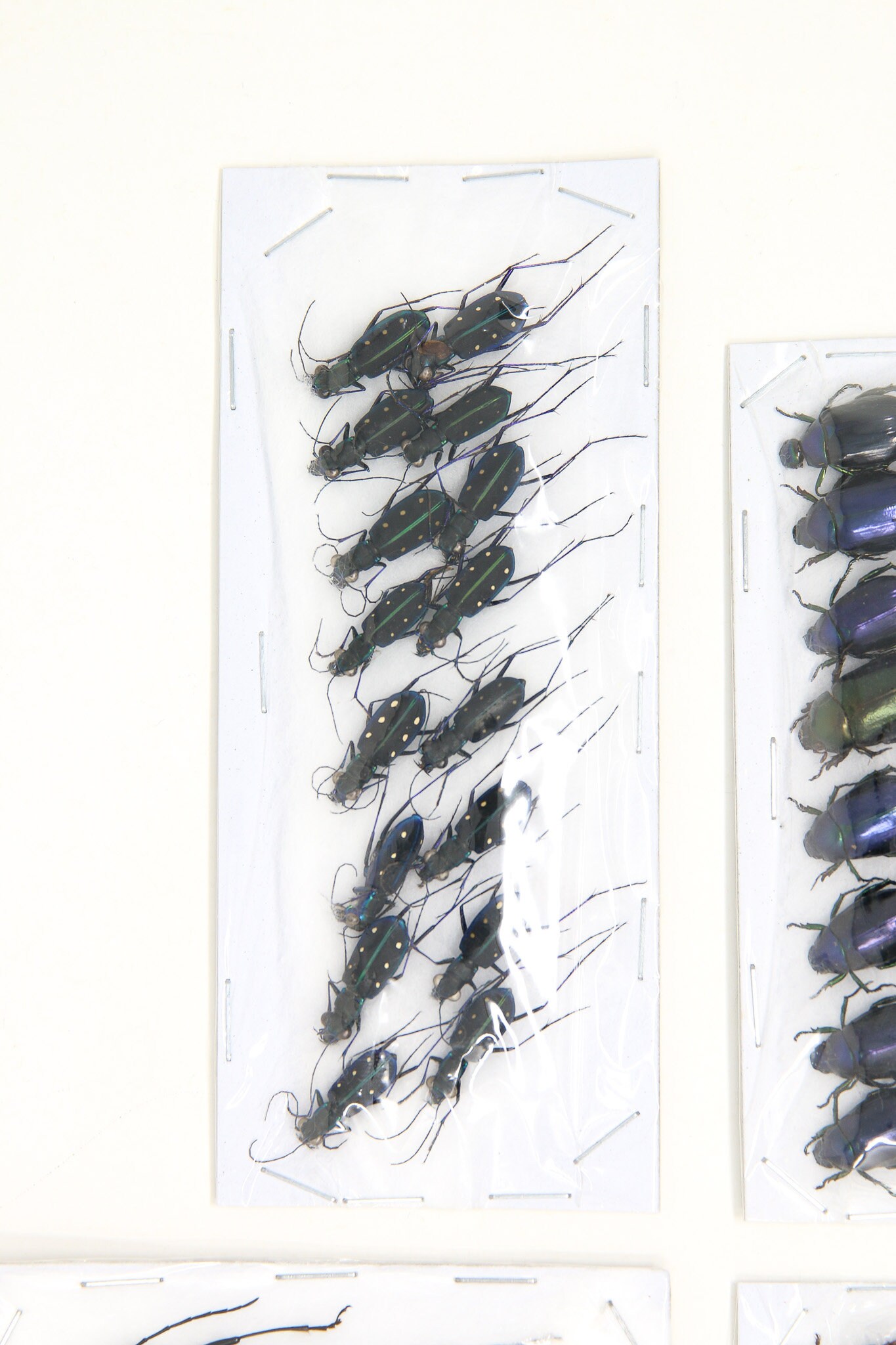 Assorted Specimens Insect Collection (Thailand) A1 Unmounted Dried