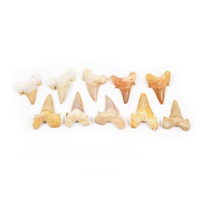 DIECI (10) Denti fossili di Otodus grandi / 40-50 mm / 70 milioni di anni / Esemplare fossile