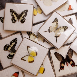 SIX (6) Assorted Butterflies SPREAD-WINGS Stunning A1 Dry-preserved Specimens