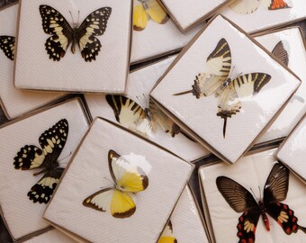 SIX (6) Assorted Butterflies SPREAD-WINGS Stunning A1 Dry-preserved Specimens