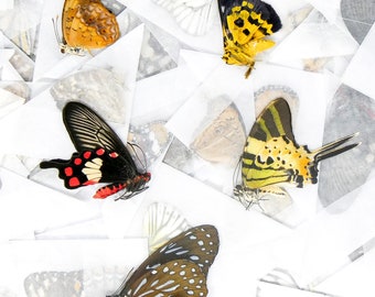 200 Assorted Dried Butterflies for Artistic Creation & Collecting (A1/A1-)