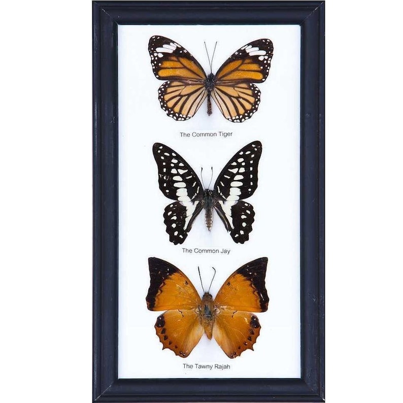 3 Butterflies Framed Ethical Butterfly Specimens Mounted Etsy Canada
