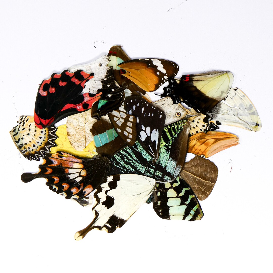 Damaged and Broken 100 Mixed Butterfly Wings, Assorted A2