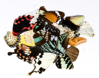 Damaged and Broken 100 Mixed Butterfly Wings, Assorted A2 'Seconds', Ethical Butterflies for Artistic Creation
