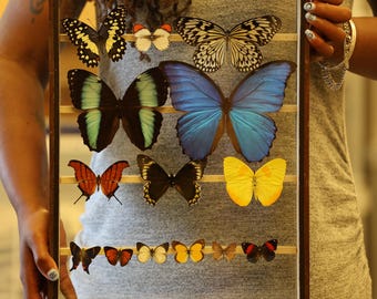 Antique Butterfly Glass Cased Display ex-London Natural History Museum’s Rothschild, Cockayne & Kettlewell Collection 38×29×6 cm (ROTH6)