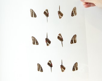 Butterfly Wings GLOSSY LAMINATED SHEET Real Ethically Sourced Specimens Moths Butterflies Wings for Art -- S33