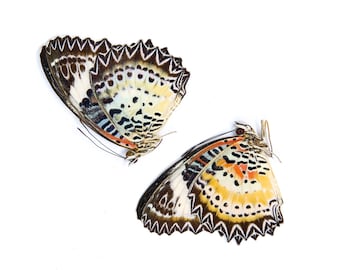 Two (2) Cethosia biblis, A1 Real Dry-Preserved Butterflies, Entomology Unmounted Specimens