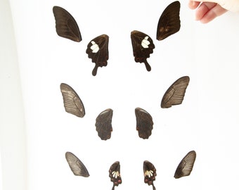 Butterfly Wings GLOSSY LAMINATED SHEET Real Ethically Sourced Specimens Moths Butterflies Wings for Art -- S41