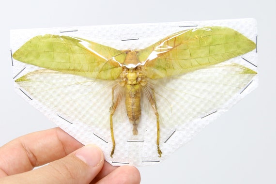 T*R様 珍品 キリギリス標本 T*R様 珍品 キリギリス標本 昆虫用品