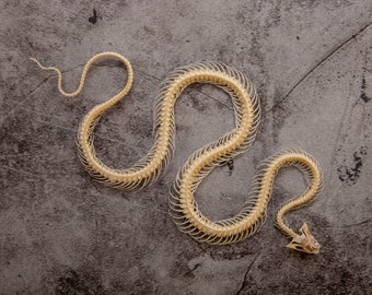 Striped Keelback Snake (Xenochrophis vittatus) A1 Curved Skeleton Specimen  (Non-CITES) 20cm