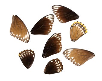 10 Common Mime Butterfly Loose Wings (Papilio clytia) Real Wings for Artistic Creation