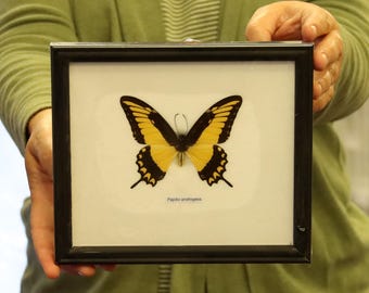 Real Butterfly Specimen Vintage Framed Dry-preserved Taxidermy Butterfly