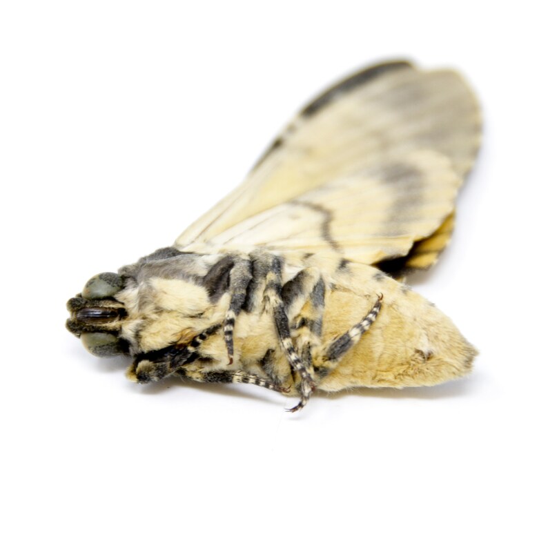 Peut inclure: Gros plan d'un papillon de nuit mort, brun clair et gris, avec des marques noires et blanches sur ses ailes. Le papillon est couch&eacute; sur le dos, les ailes d&eacute;ploy&eacute;es.