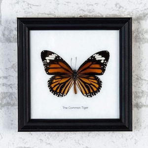 De gemeenschappelijke T i g e r vlinder (Danaus genutia) echte vlinder gemonteerd onder glas, muur hangende home decor ingelijst 5 x 5 inch gift boxed