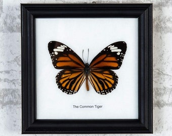 12 FRAMES (FOR RESELLERS) The Common T i g e r Butterflies (Danaus genutia) Wall Hanging Frame Home Décor 5 x 5 In. Gift Boxed. Wholesale