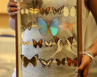 Antique Butterfly Glass Cased Display ex-London Natural History Museum’s Rothschild, Cockayne & Kettlewell Collection 38×29×6 cm (ROTH5)