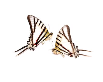 TWO (2) Zebra Swallowtail (Protesilaus protesilaus) | Unmounted Butterfies for Art and Collecting