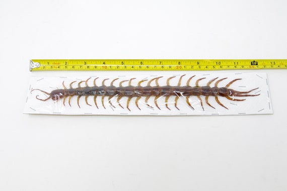 エクアドル産 ミラビリステナガスジコガネ 39mm XL 9インチ巨大ムカデ（Scolopendra subspinipes）A1、タイ 2025