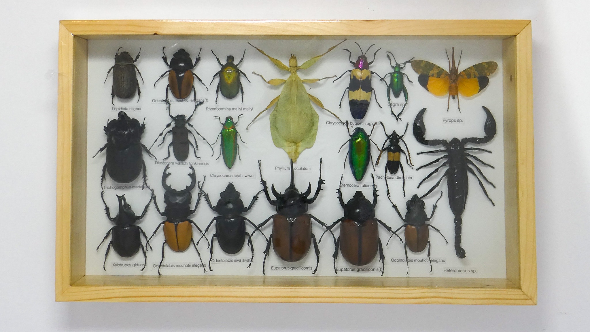 gallery photo