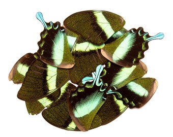 16 Butterfly Wings GREEN Swallowtail (Papilio blumei) Real Dry-preserved Specimens for Artistic Creation