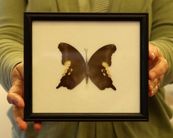 Real Butterfly Specimen Vintage Framed Dry-preserved Taxidermy Butterfly