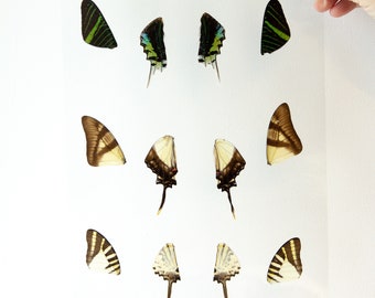 Butterfly Wings GLOSSY LAMINATED SHEET Real Ethically Sourced Specimens Moths Butterflies Wings for Art -- S75