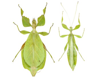 A Pair of Giant Leaf Insects (2) Phyllium celebicum, A1 Perfect Unmounted Insect Specimens for Collecting, Art, Entomology (2 PCS)