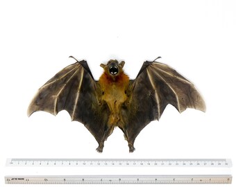 TWO (2) Fruit Bat Wings-Half-Folded (Cynopterus brachyotis) A1 Dry-preserved Specimen 10 Inch