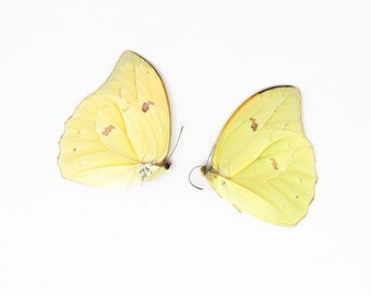 TWO (2) Orangetip Angled-Sulphur (Anteos menippe) A1 Dry Preserved Butterfly Specimens