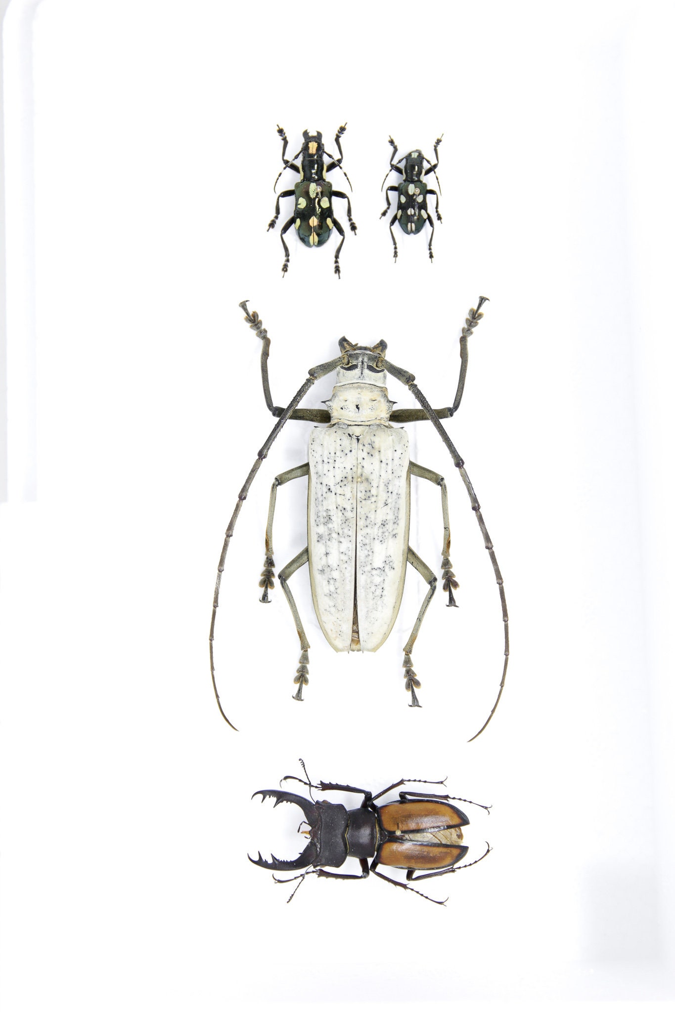 A Collection of Real Longhorned Beetles (Coleoptera) inc. Scientific ...