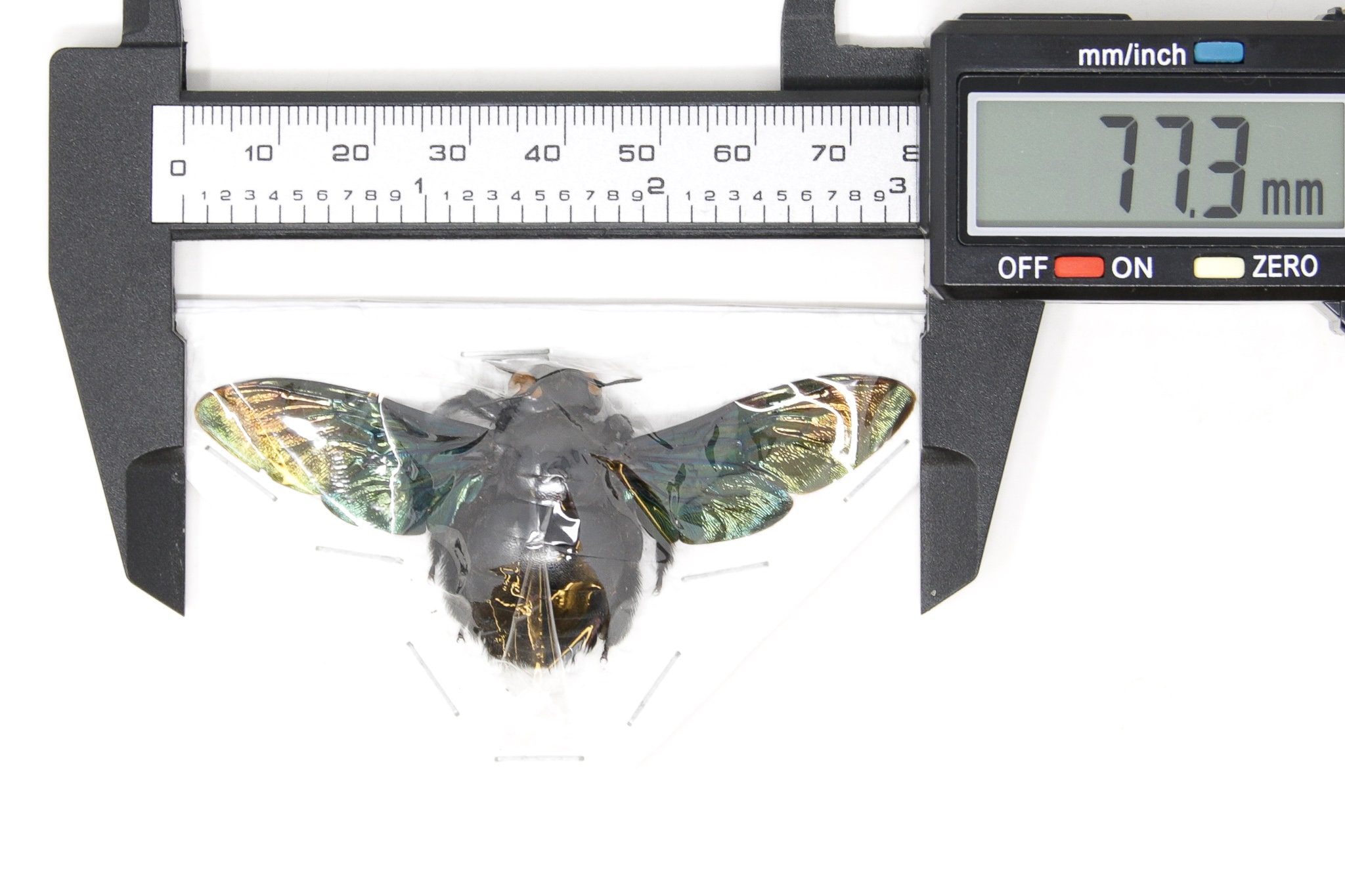 Giant Bee from Thailand, Real Preserved Specimen, Entomology Taxidermy ...