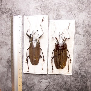 PAIR 2 Long-horn Beetles Xixuthrus lunicollis MALE/FEMALE A1 Extra Large Specimens 100MM image 4