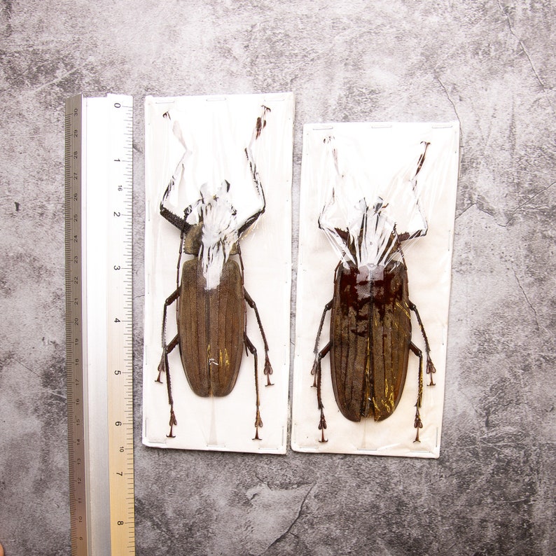 PAIR 2 Long-horn Beetles Xixuthrus lunicollis MALE/FEMALE A1 Extra Large Specimens 100MM image 4