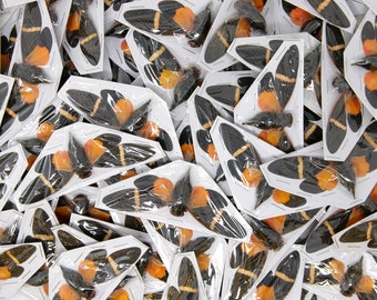 WHOLESALE 10 Orange Cicadas A1 Spread Specimens (Tosena paviei) 80mm Entomology Taxidermy Artistic
