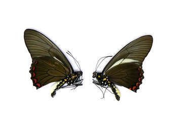 TWO (2) Battus crassus A1 Unmounted Specimens