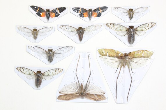 各種昆虫コレクション、A1 品質の本物の乾燥保存標本、昆虫学剥製珍品  