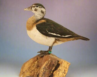 African Pygmy Goose Taxidermy (Nettapus auritus) Non-CITES species